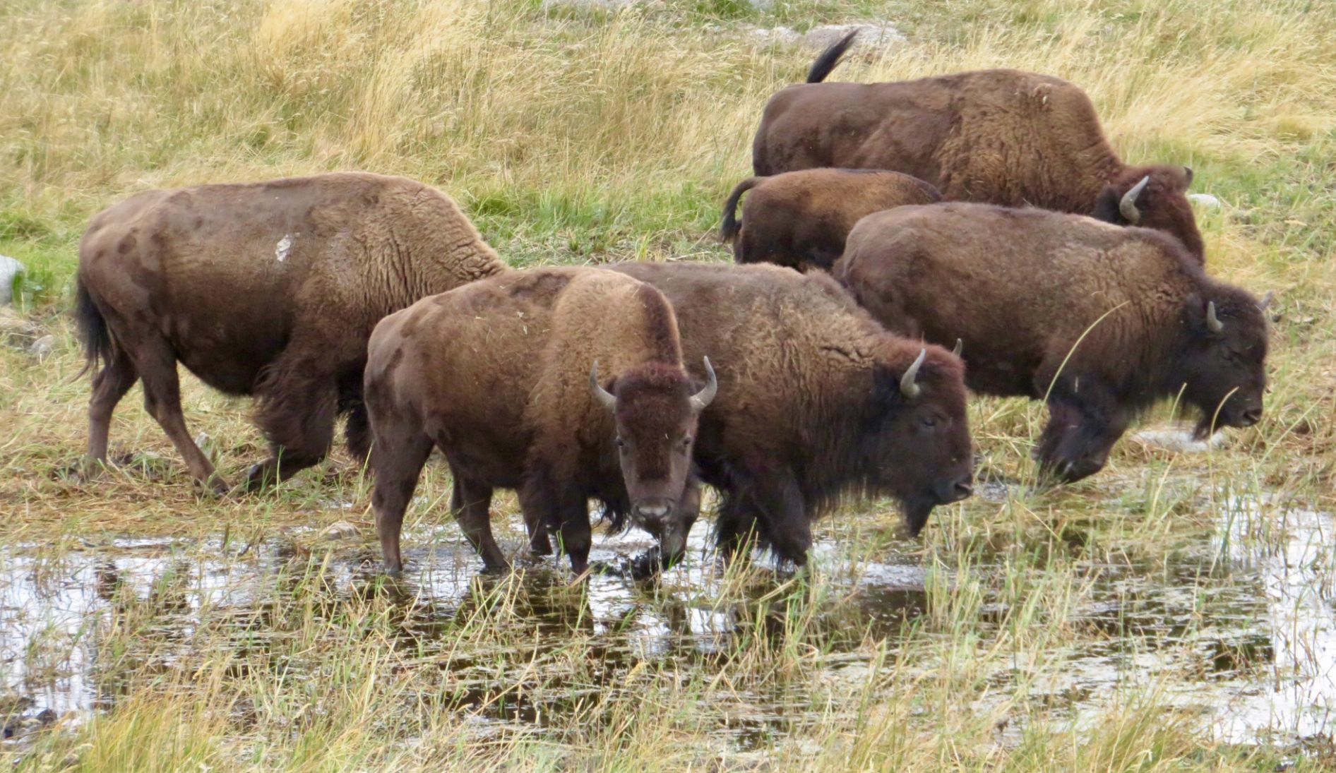Yellowstone bison